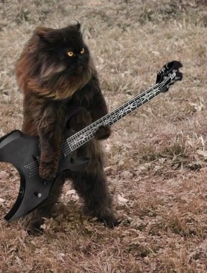 German Heavy Metal Cat