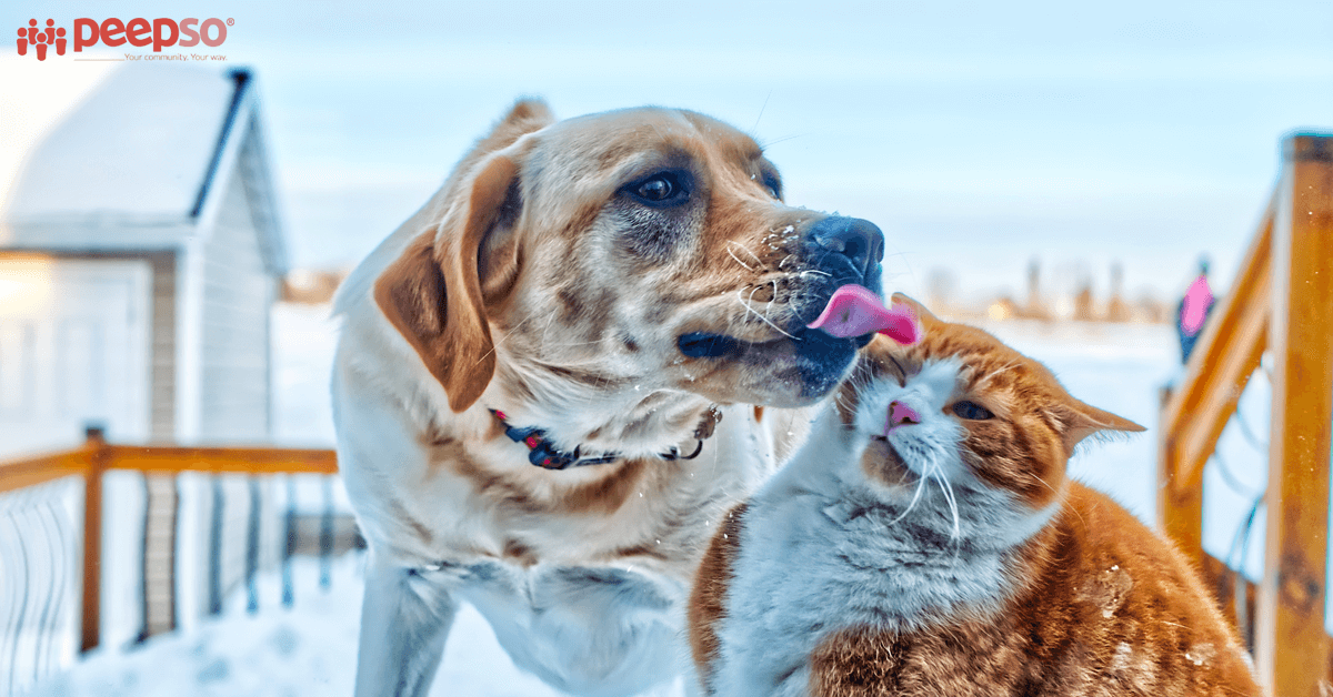 Expand Your Veterinary Clinic With an Online Community